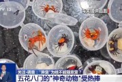 开封@铲屎官们 养“异宠”或危害国家安全 这些行为违法了