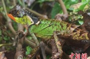 开封云南南滚河保护区首次发现红唇棘蜥