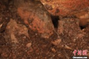 开封江西发现蜘蛛新物种 为研究呵叻蛛属适应区域提供依据
