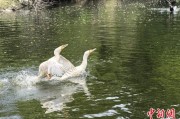 开封吉林：罕见白鸬鹚连续两年“故地重游”